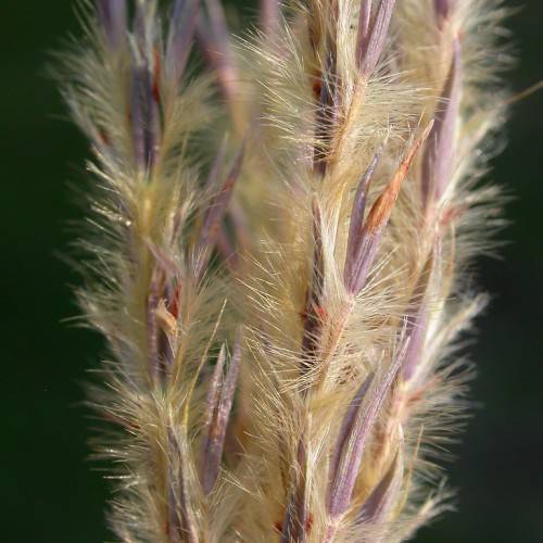 purple-orange spikelets with gold hairs