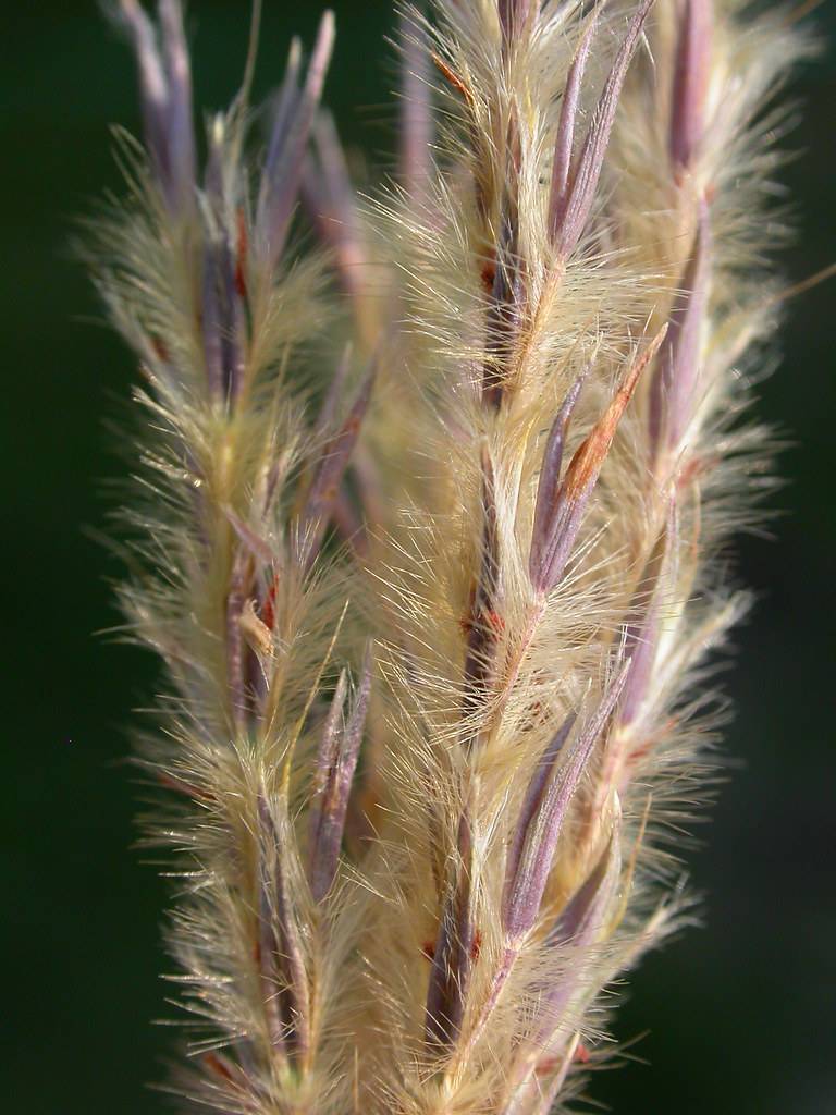 purple-orange spikelets with gold hairs