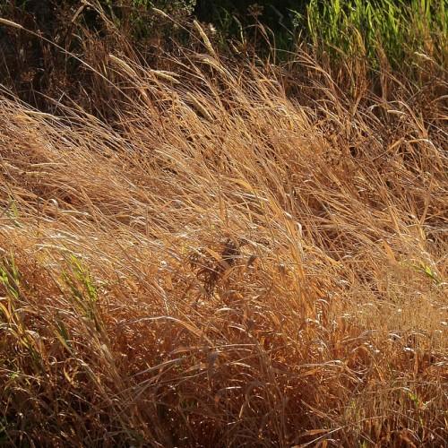 gold-brown foliage