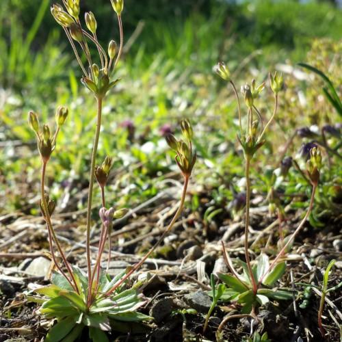 lime-brown buds with green foliage and brown stems