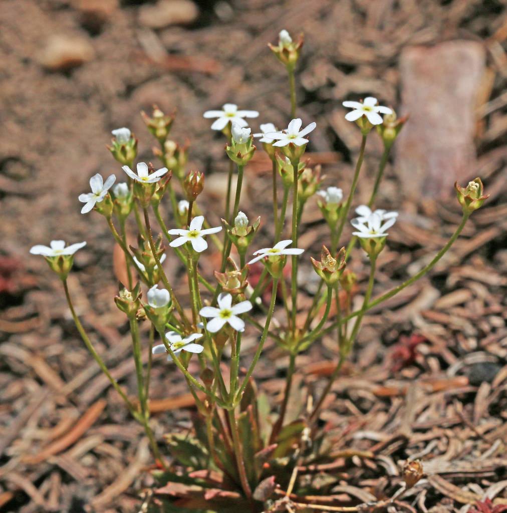 white flowrs with yellow-green center, yellow-green sepals, red-green buds and stems