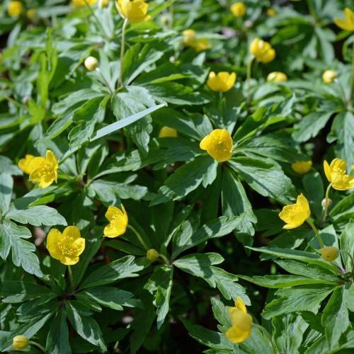 yellow flowers and buds with green leaves and stems