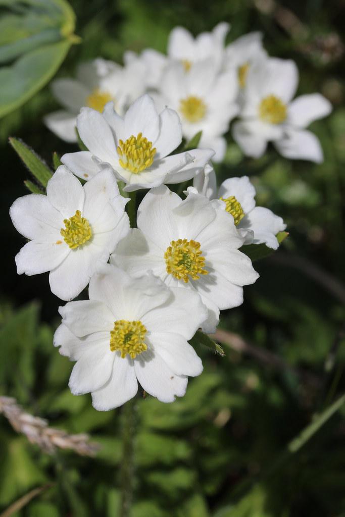 Stunning white flower with yellow pistils, growing on green stems and green leaves.