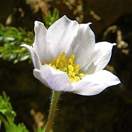 a white flower with yellow stamens, green leaves and a green-brown stem