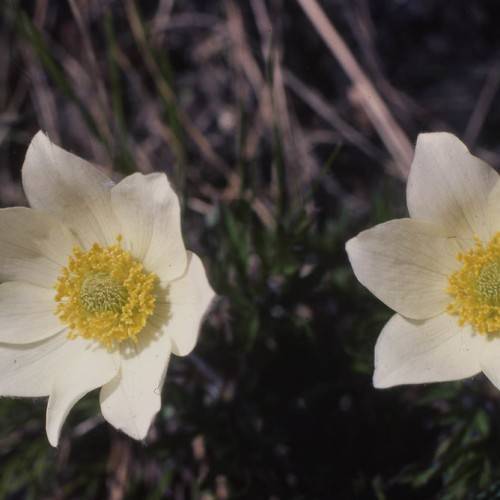 white flowers with yellow-green center, yellow stamens, and brown-purple stems