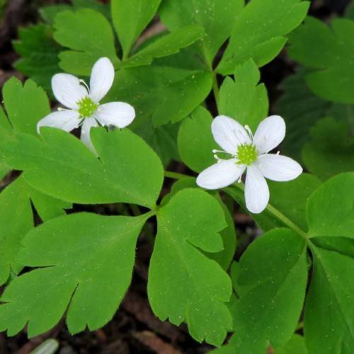 White flowers with lush-green center, white stamens, lush green leaves and stems