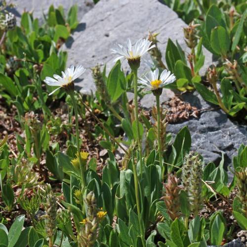 white flowers with yellow center, brown-green sepals, brown-green spikelets, green leaves and lime-green stems