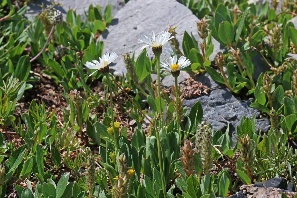 white flowers with yellow center, brown-green sepals, brown-green spikelets, green leaves and lime-green stems