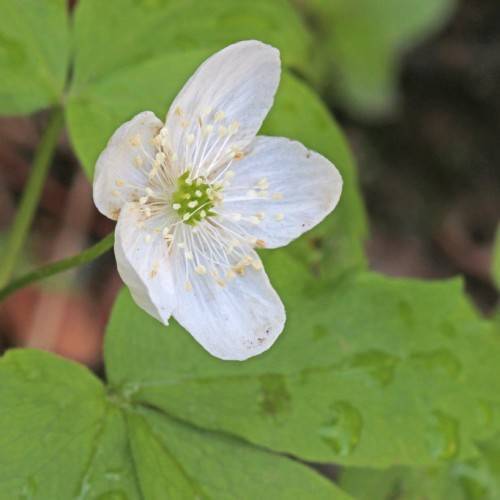 a white flower with green center, white filaments, light-yellow anthers, green leaves and stems