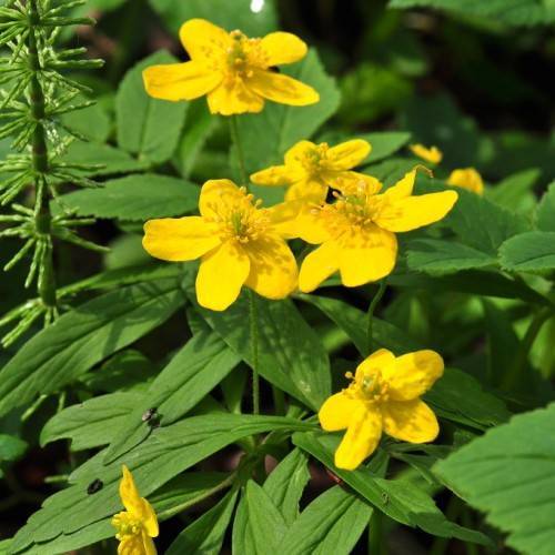 bright-yellow flowers with green center, yellow stamens, green leaves and stems