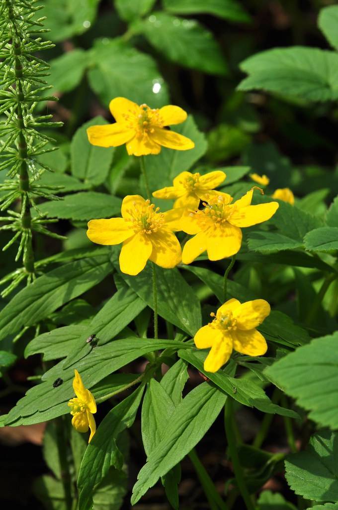 bright-yellow flowers with green center, yellow stamens, green leaves and stems