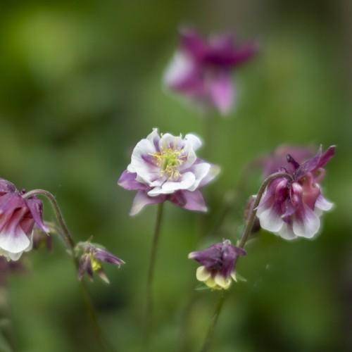 Purple-green stems with pink-purple-white flowers and yellow stamens.