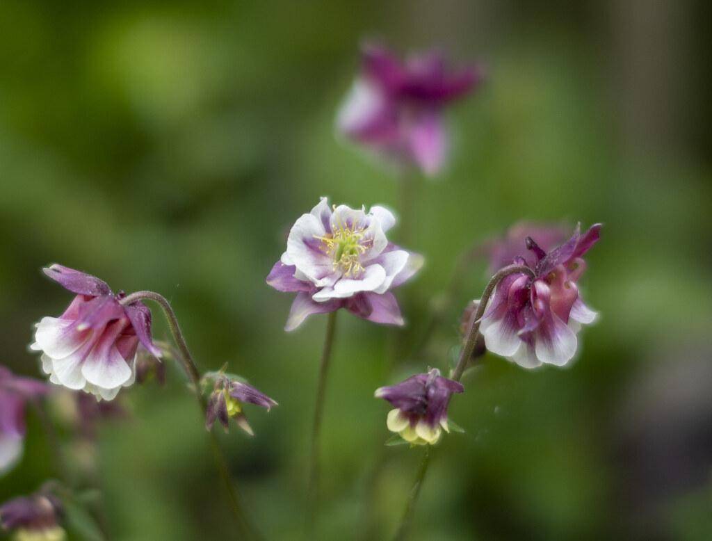 Purple-green stems with pink-purple-white flowers and yellow stamens.