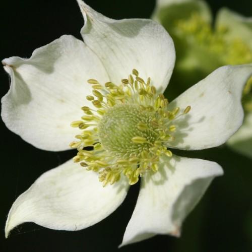 off-white flower with light-green center, yellow filaments and anthers