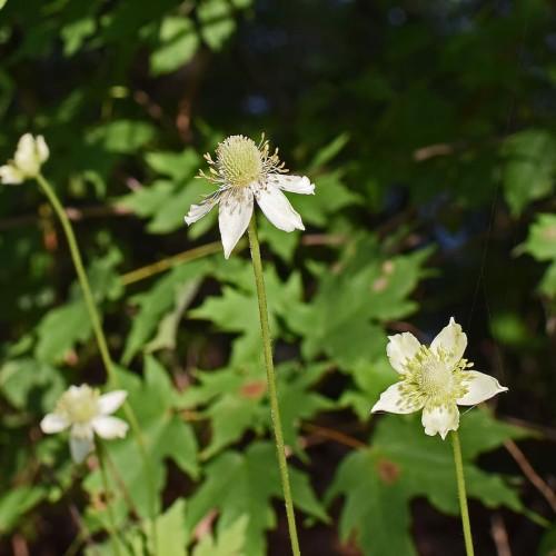 white flowers with lime anthers, light-green center, green leaves and green stems