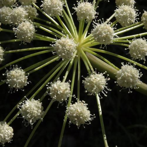 white flowers with white stamens on yellow-green stems