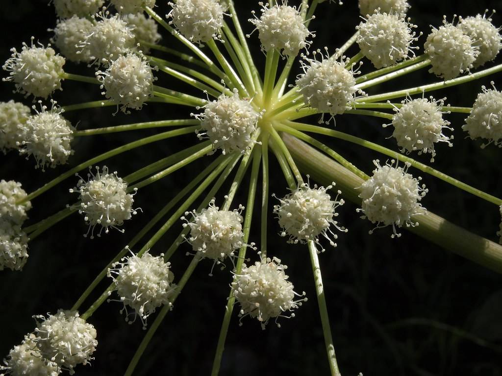 white flowers with white stamens on yellow-green stems