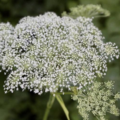 white flowers on yellow-green stems
