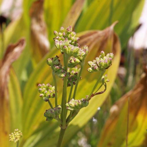 white-purple flowers with yellow-green sepals and stems