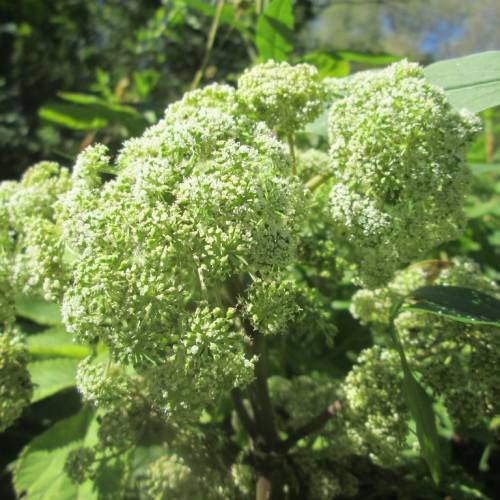 white flowers with yellow-green petioles, green foliage and brown stems
