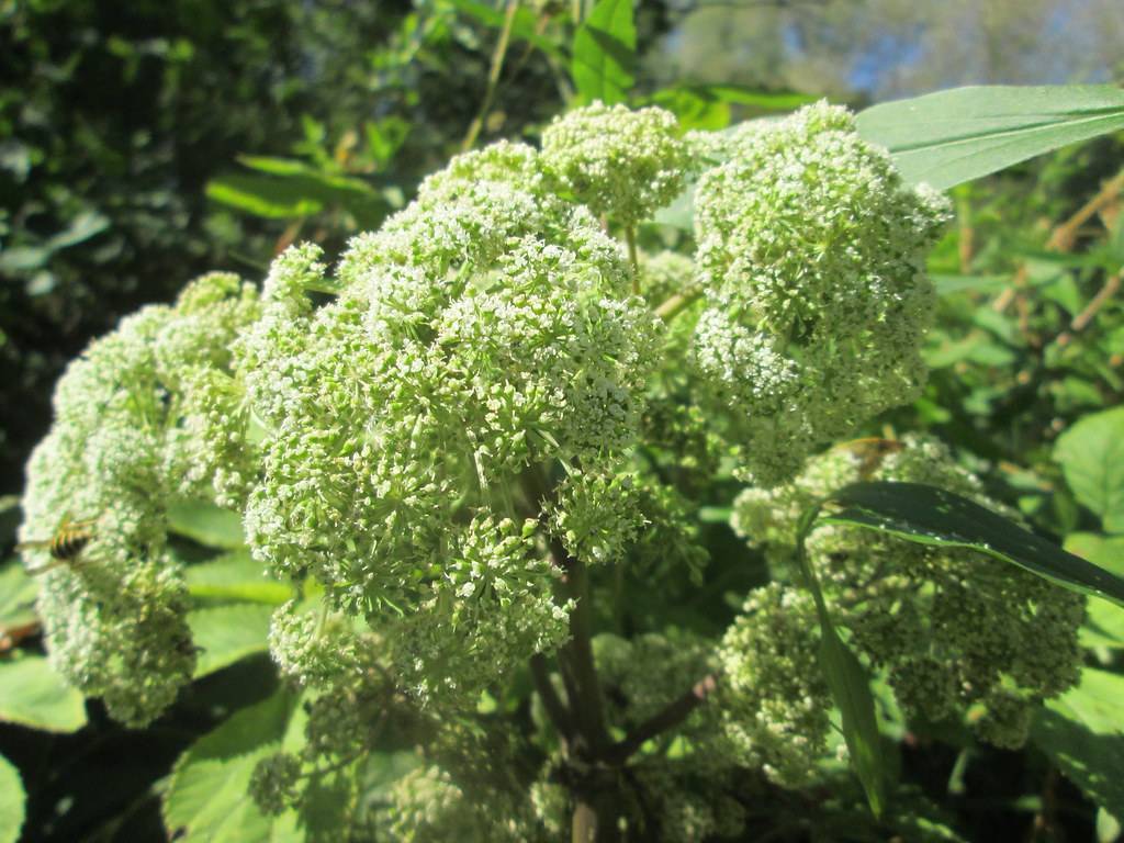 white flowers with yellow-green petioles, green foliage and brown stems