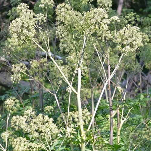 yellow-green flowers with green leaves, white-beige branches and stems