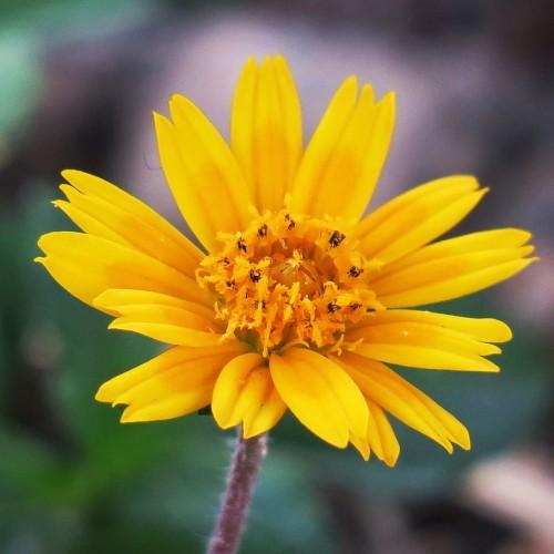 yellow flower with yellow filaments, black anthers and brown stem