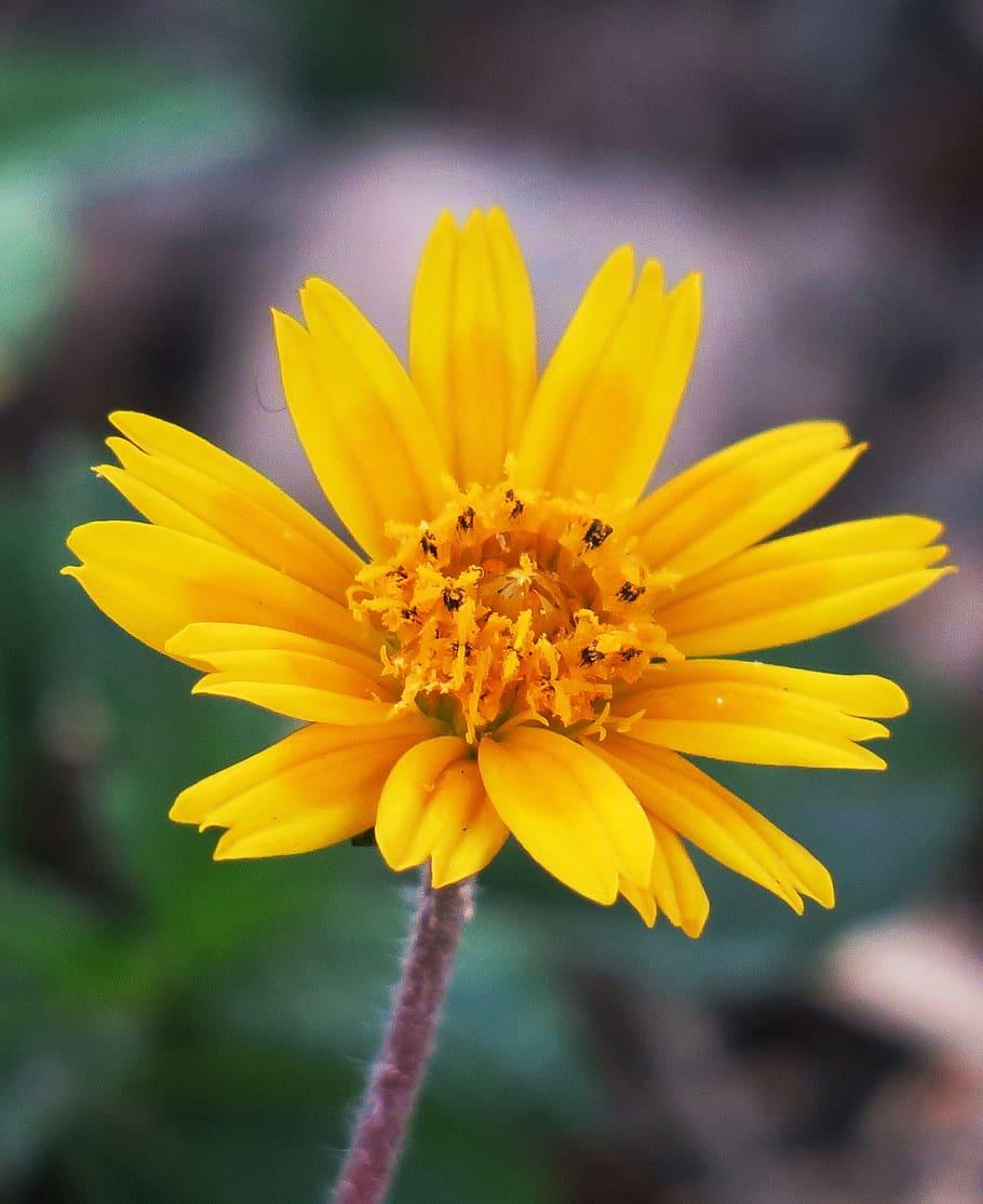 yellow flower with yellow filaments, black anthers and brown stem