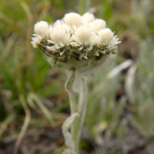 off-white flowers with green-brown sepals and white-green foliage, petioles and stems