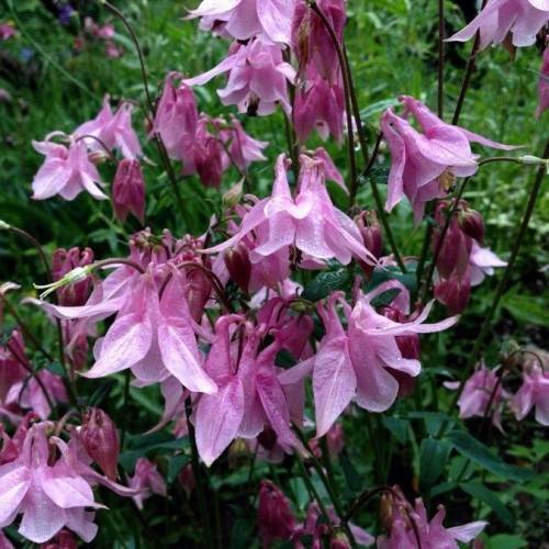 pink flowers with green leaves and brown stems
