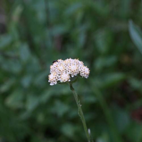 white flowers with yellow center, green foliage and stem
