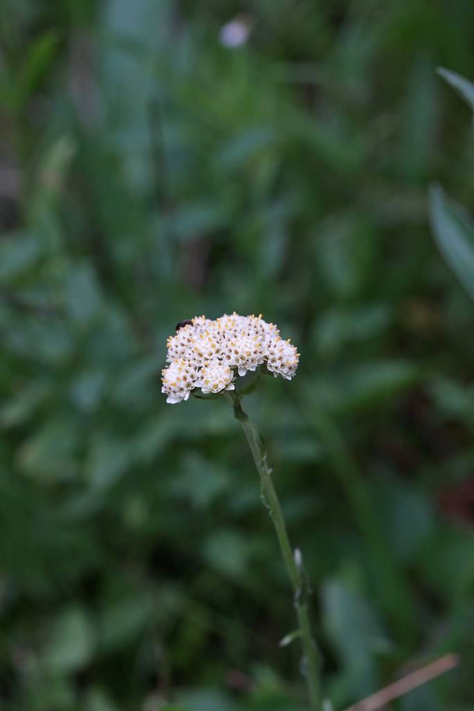 white flowers with yellow center, green foliage and stem