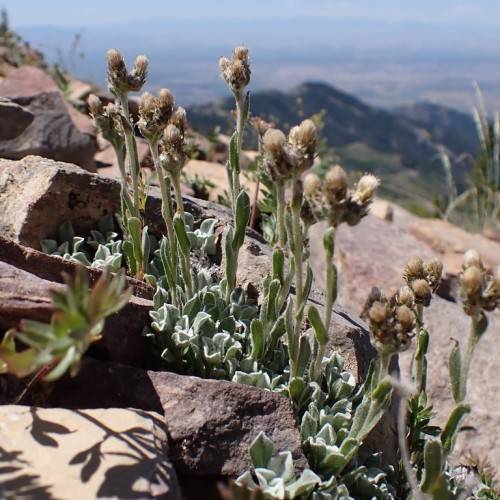 off-white flowers with brown sepals, white-green foliage, buds and stems