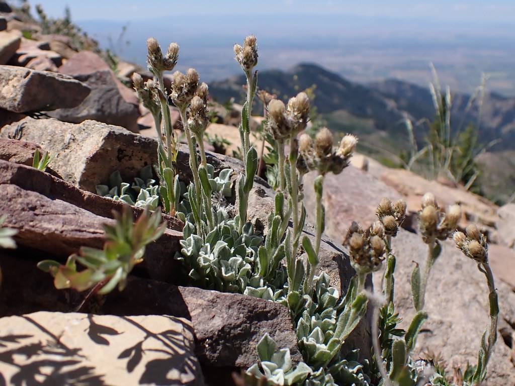 off-white flowers with brown sepals, white-green foliage, buds and stems