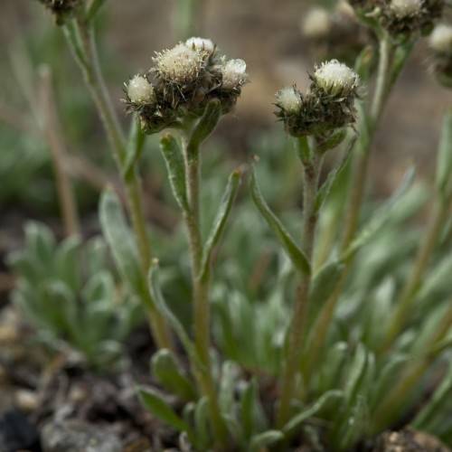 off-white flowers with brown sepals, green leaves and yellow-green stems