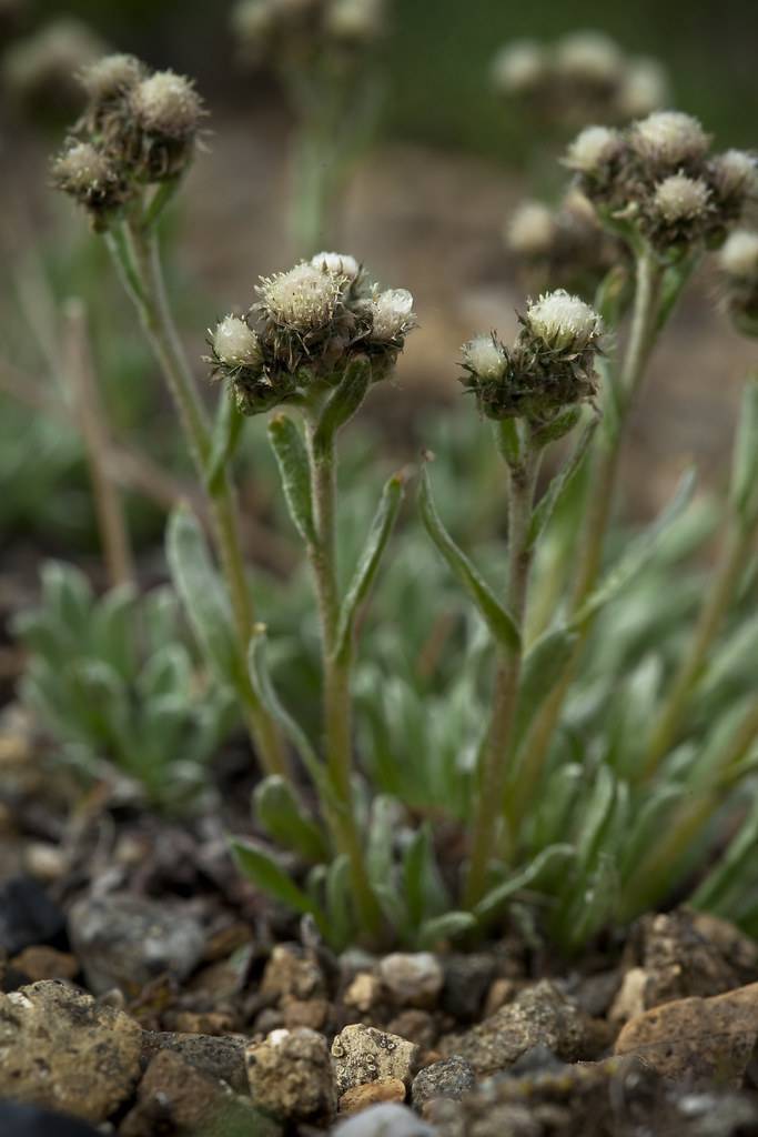 off-white flowers with brown sepals, green leaves and yellow-green stems