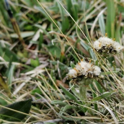 off-white flowers with yellow stamens, green leaves and beige stems