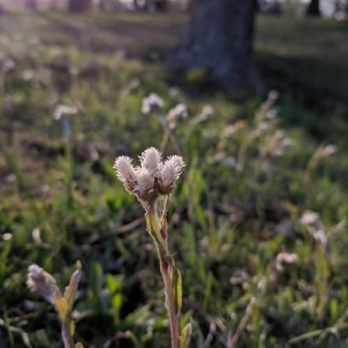 off-white flowers with lime leaves and light-brown stems