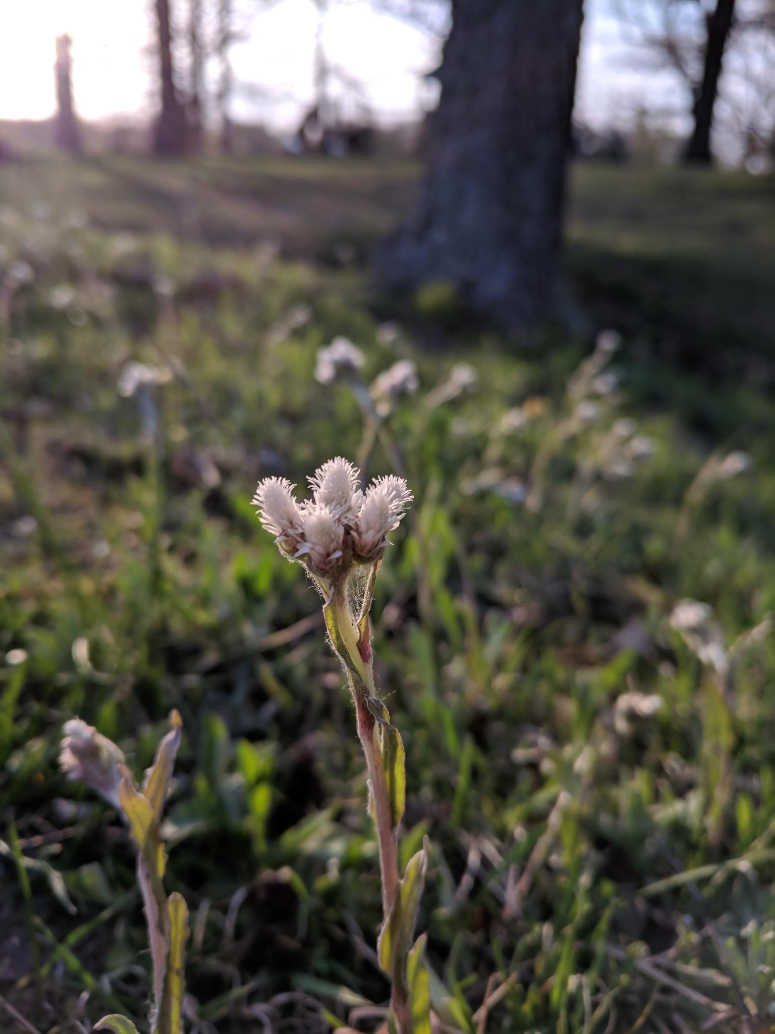 off-white flowers with lime leaves and light-brown stems
