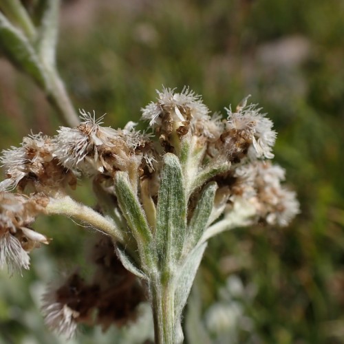 Off-white-brown flower with light-beige pedicel, green-beige sepal and stem.