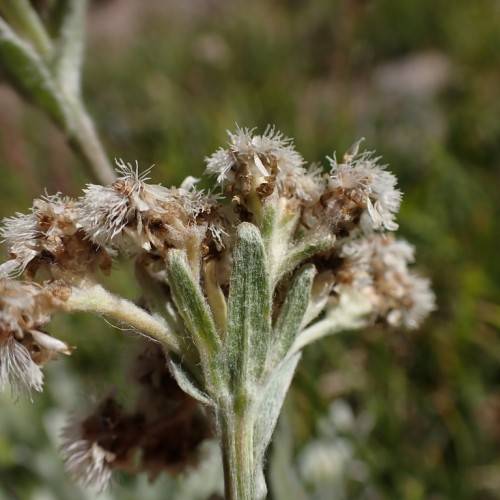 white-brown flowers with green-white foliage and yellow-green stems