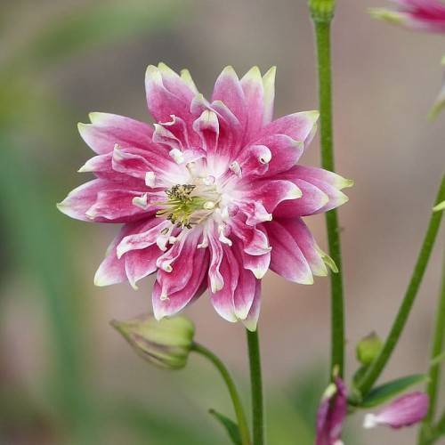 pink-white flowers with lime filaments, brown anthers, lime-pink buds, and green stems