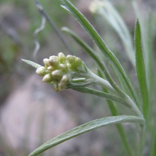 light-yellow buds with green-white foliage, petioles and green-white stems