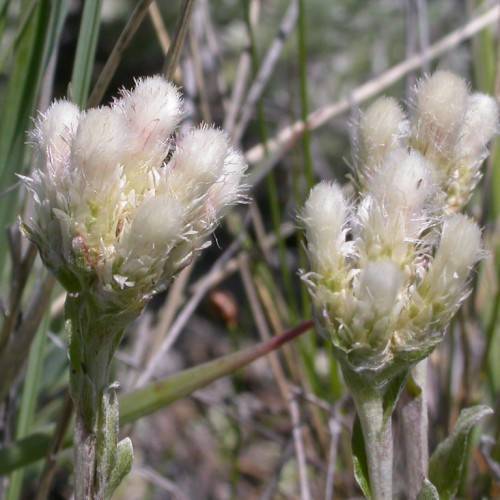 off-white flowers with yellow-green sepals, green foliage and grey stems