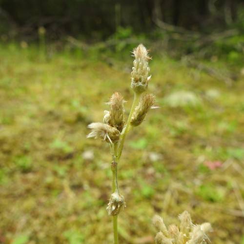 white-brown flowers with yellow-green petioles and stems