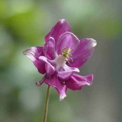 pink-purple flower with white center, lime-brown stamens, on a green-brown stem