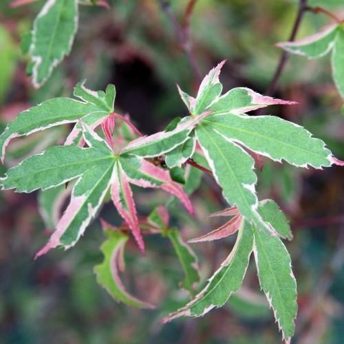 pink-green leaves with red-brown stems