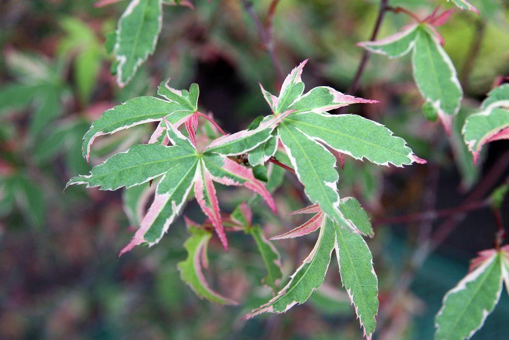 pink-green leaves with red-brown stems