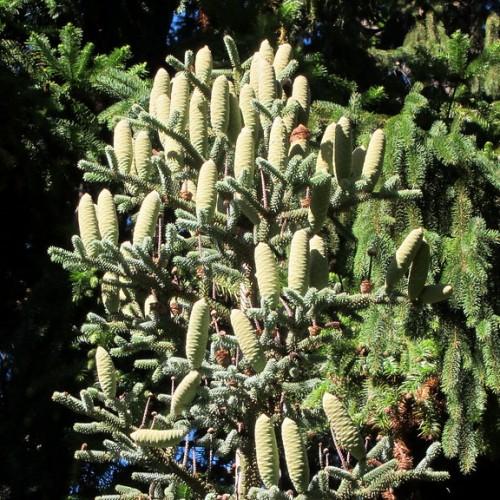 Light green cones with dark-green leaves on brown stems.