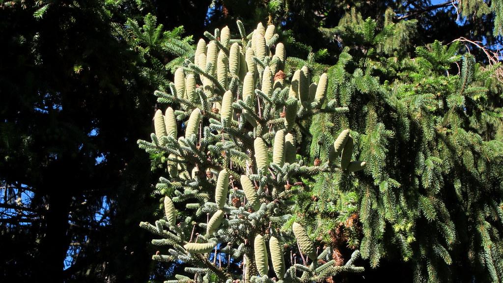 Light green cones with dark-green leaves on brown stems.
